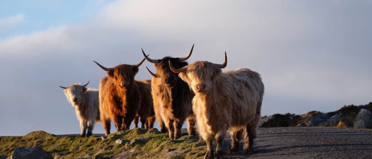 Cows on the Isle of Harris and Lewis, Outer Hebrides, Scotland