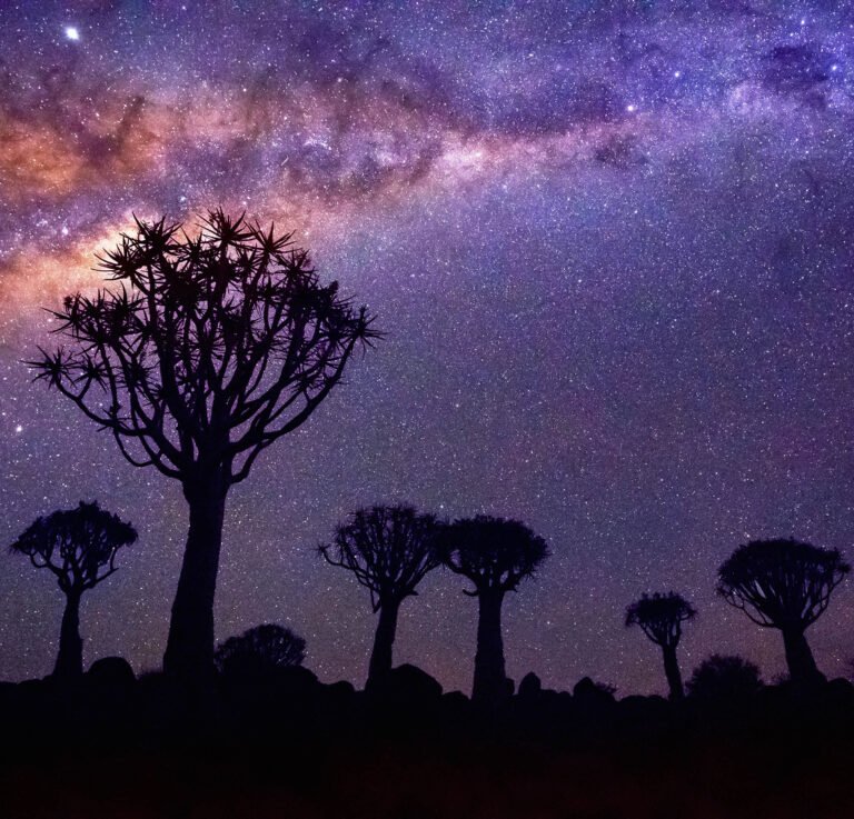 Quiver Tree Forest, Namibia