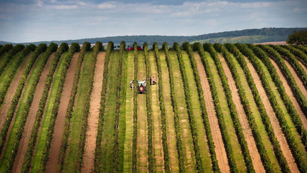 Moravia vineyard - Harvest time - Taken on my Moravia photography workshop and tour.