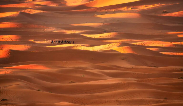 Camel train in Merzouga, Morocco