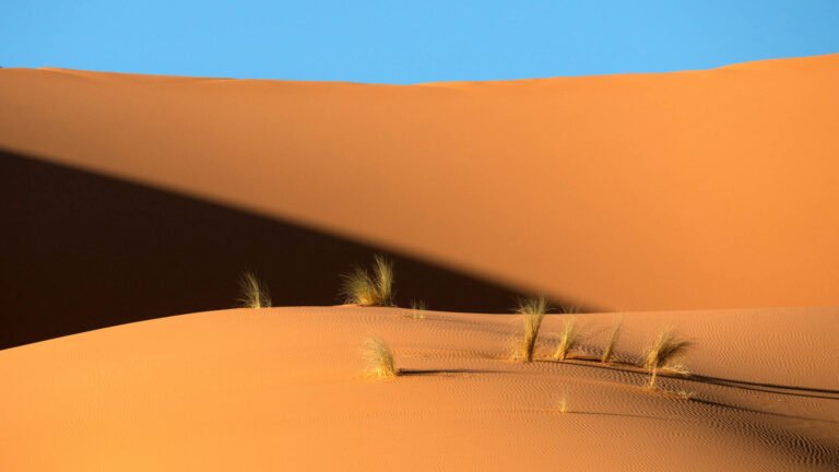 Desert Grass in Morocco