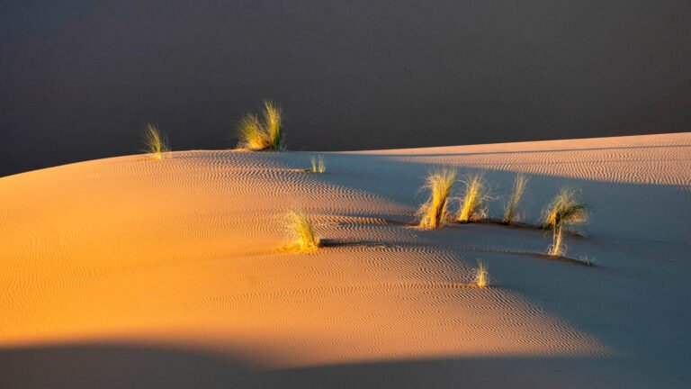 Desert grass in the evening light, Morocco