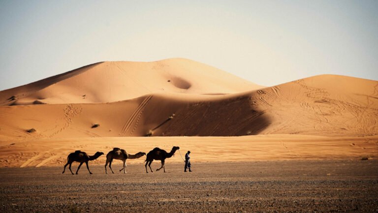 The desert's edge, Morocco