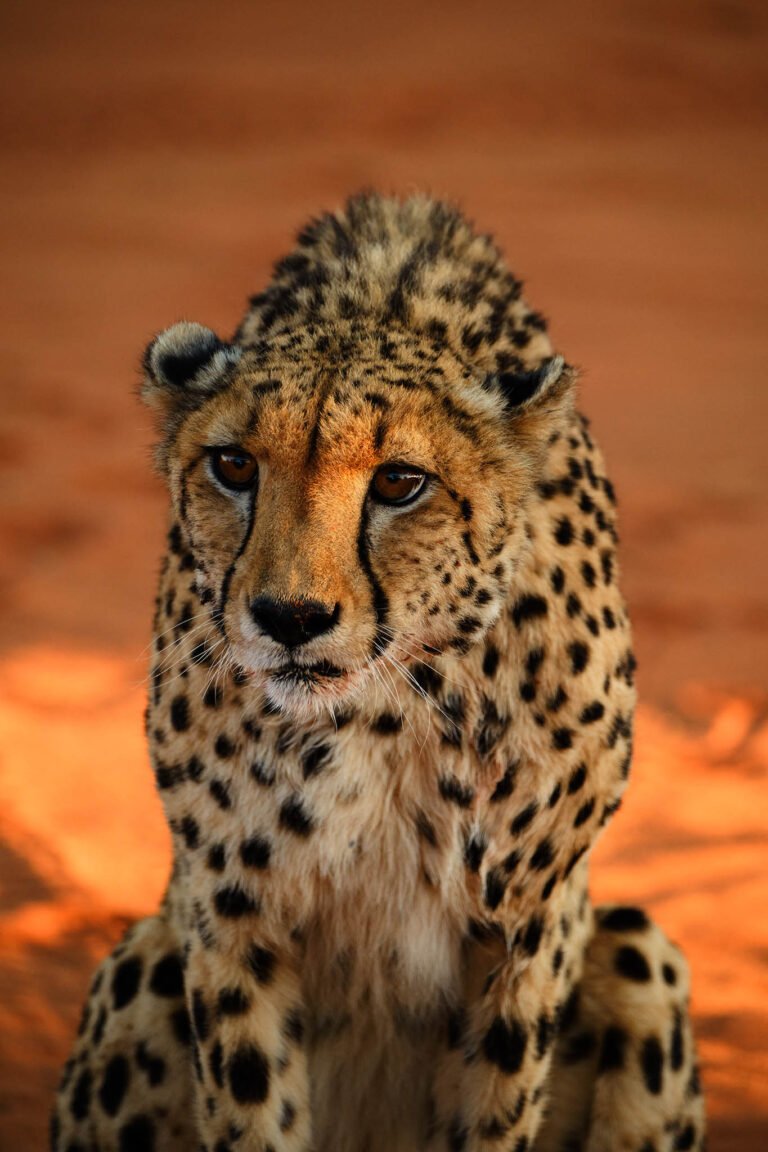 Cheetah at Bagatelle kalahari game ranch, Namibia