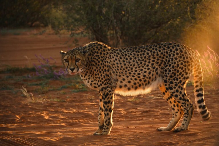 Cheetah at Bagatelle kalahari game ranch, Namibia