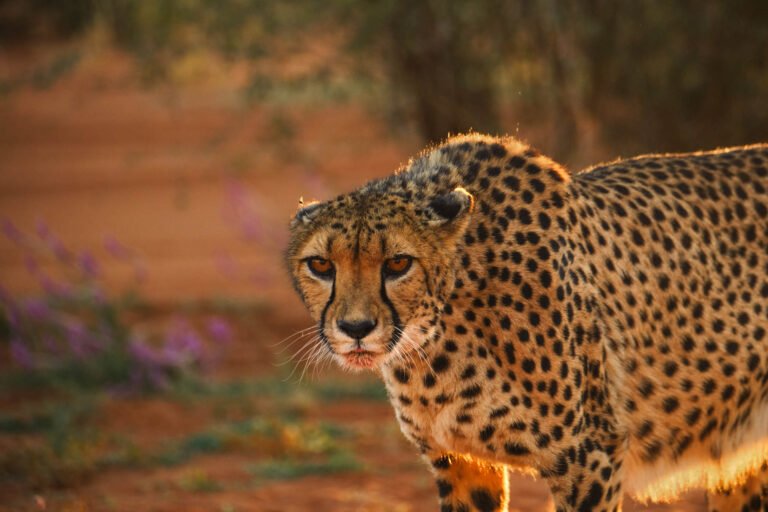 Cheetah at Bagatelle kalahari game ranch, Namibia