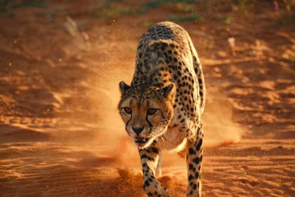 Cheetah at Bagatelle kalahari game ranch, Namibia.