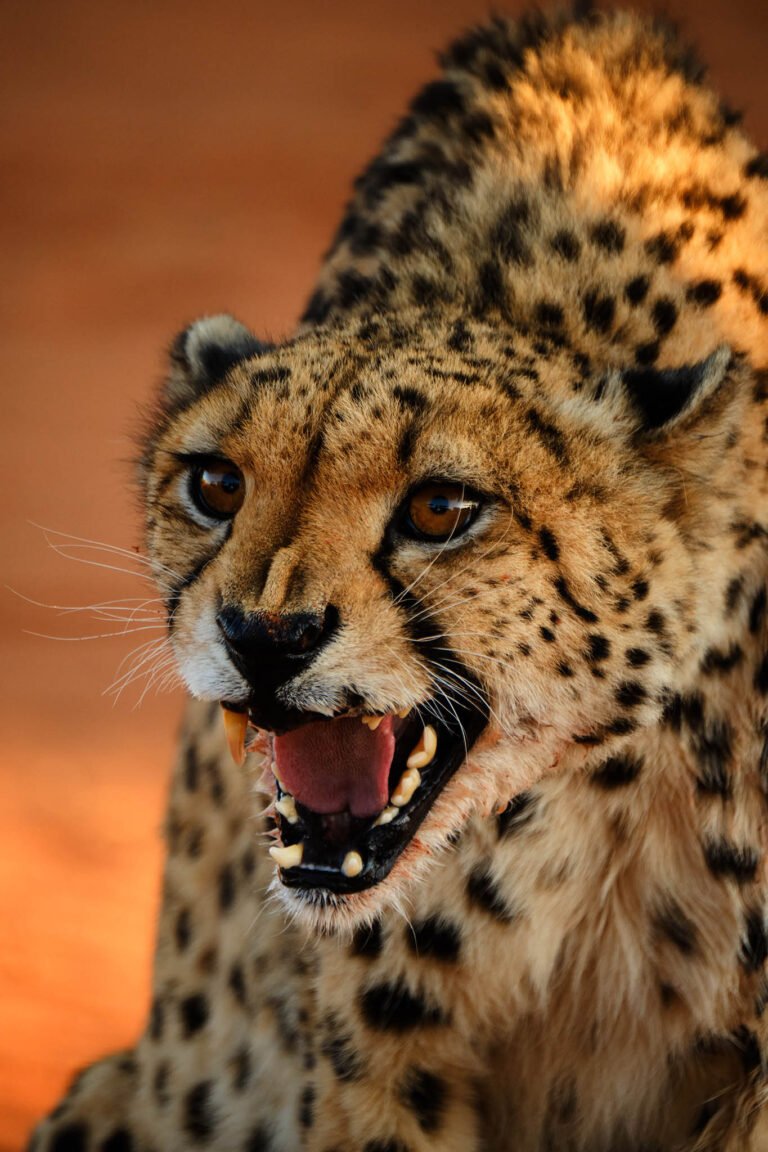 Cheetah at Bagatelle kalahari game ranch, Namibia
