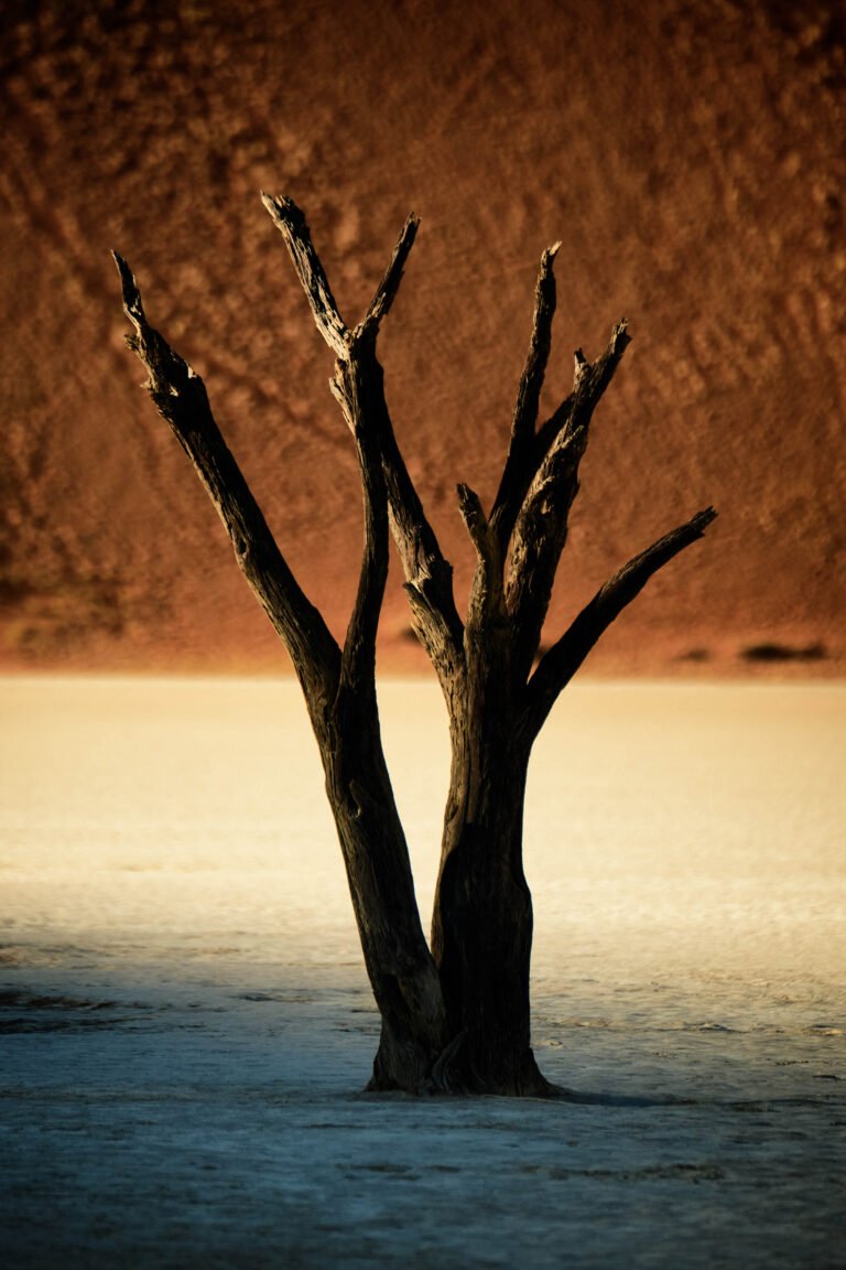 Deadvlei ,Sossusvlei, Namib-Naukluft Park, Namibia