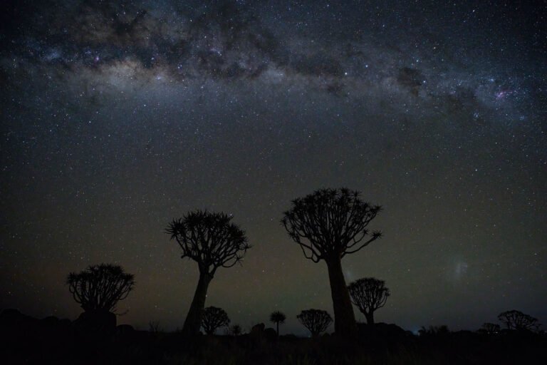 Milky Way over the Quiver tree forest, Namibia