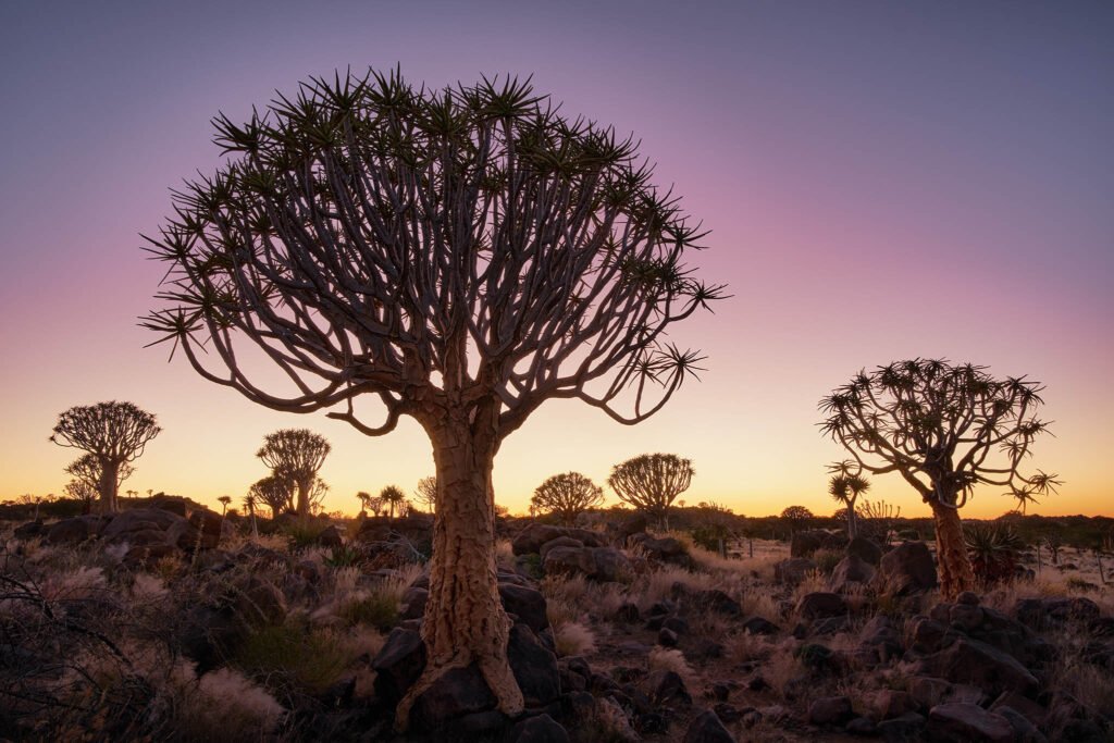Sunset at the Quiver Tree forest, Namibia
