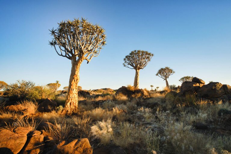 Quiver tree forest, Namibia