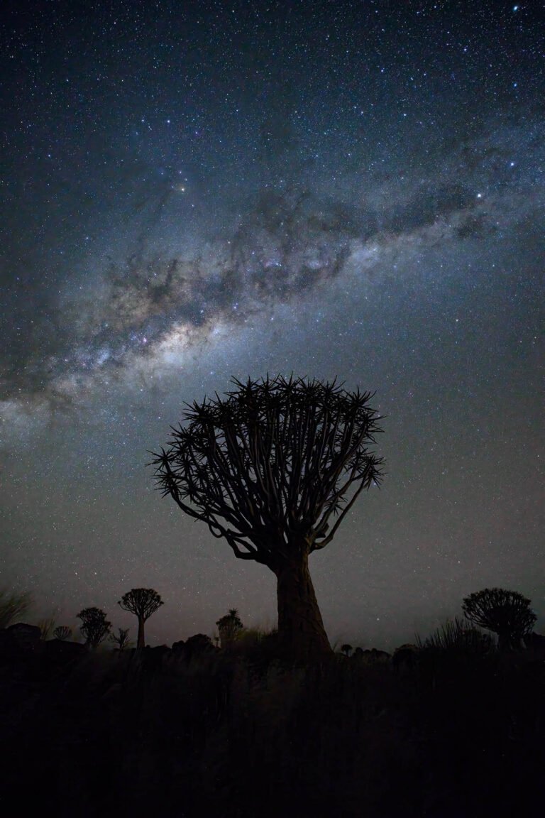 Milky Way over the Quiver tree forest, Namibia