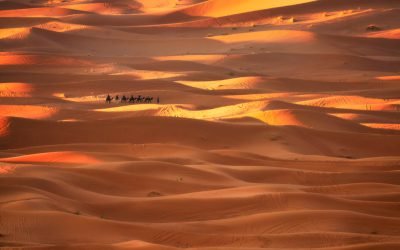 Camel train in Merzouga, Morocco