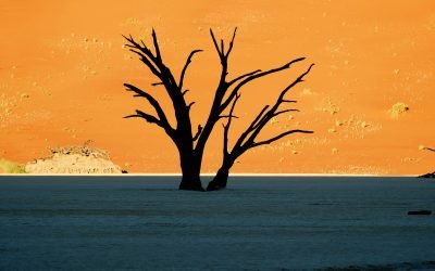 Deadvlei ,Sossusvlei, Namib-Naukluft Park, Namibia.