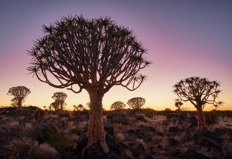 Sunset at the Quiver Tree forest, Namibia