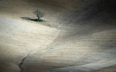 Lone tree in Tuscany, Italy
