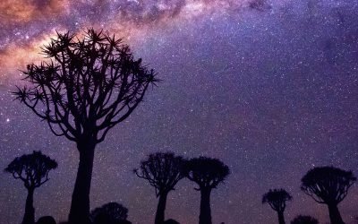 Quiver Tree Forest, Namibia. Namibia Photography Tour & Workshop.